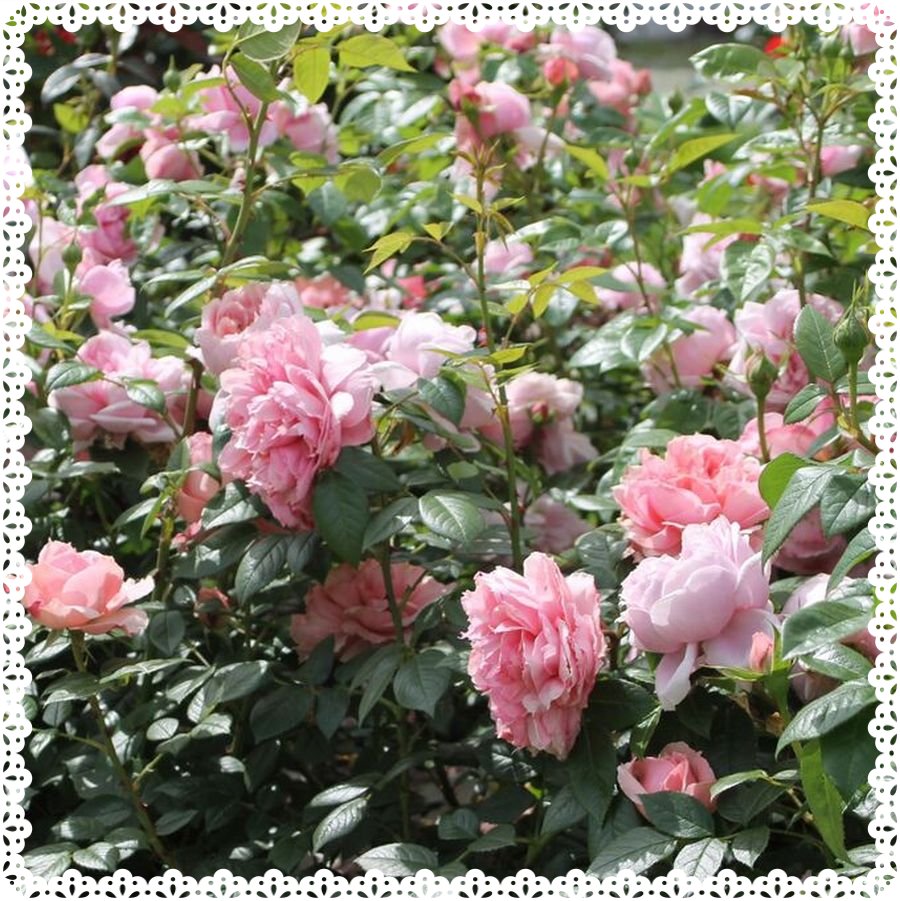 Schone Maid róża wielkokwiatowa